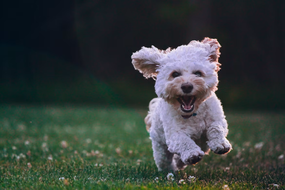 Why Do You Need To Book A Dog Hotel?